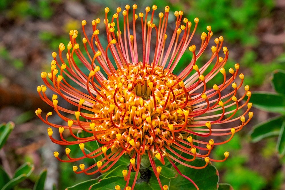 Pincushion Flower